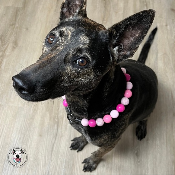 Handcrafted Beaded Dog Collar - Penelope - Beaded Acrylic Beads - Picture 7 of 16